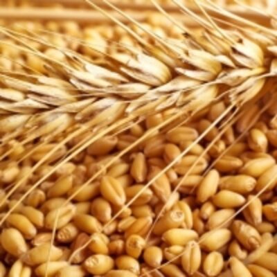 resources of High Quality Wheat Grain exporters