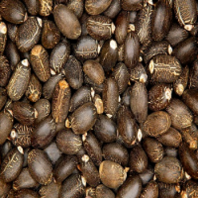 resources of 99% Pure Jatropha Seeds exporters