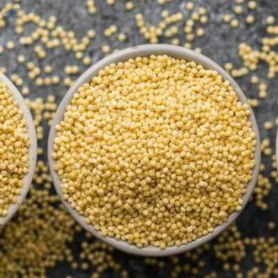 resources of Yellow Millet exporters