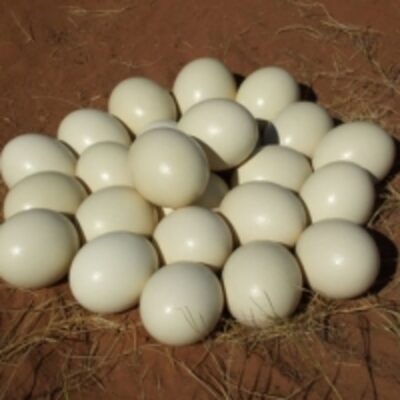 resources of Fresh Ostrich Eggs/feathers exporters