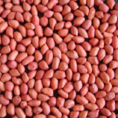 resources of Raw Peanut Red Skin exporters