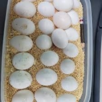 resources of Parrot Eggs exporters