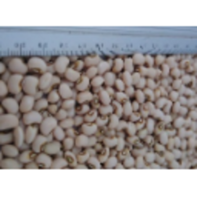 resources of Pulses/lentils - Brown Eye Beans exporters