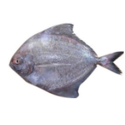 resources of Frozen Fish - Black Pomfret exporters