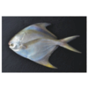 Frozen Fish - Silver Pomfret Exporters, Wholesaler & Manufacturer | Globaltradeplaza.com