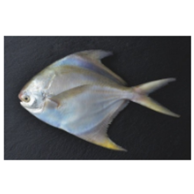 resources of Frozen Fish - Silver Pomfret exporters