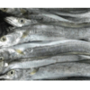 Frozen Fish - Ribbon Fish Exporters, Wholesaler & Manufacturer | Globaltradeplaza.com
