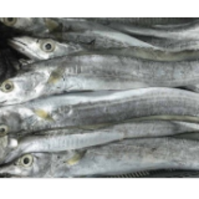 resources of Frozen Fish - Ribbon Fish exporters