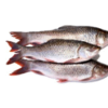 Frozen Fish - Rohu Exporters, Wholesaler & Manufacturer | Globaltradeplaza.com