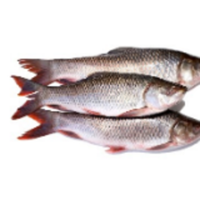 resources of Frozen Fish - Rohu exporters