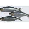 Frozen Fish - Sardine Fish Exporters, Wholesaler & Manufacturer | Globaltradeplaza.com