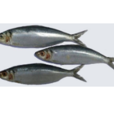 resources of Frozen Fish - Sardine Fish exporters