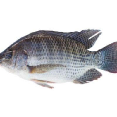 resources of Frozen Fish - Tilapia Whole exporters