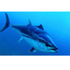 Frozen Fish - Tuna Fish Exporters, Wholesaler & Manufacturer | Globaltradeplaza.com
