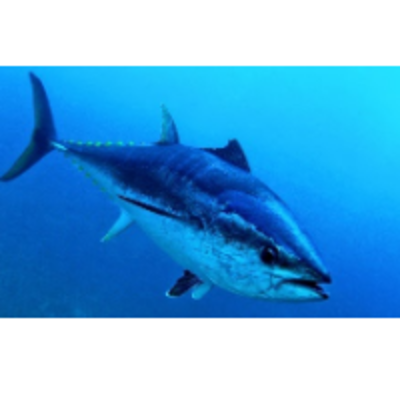 resources of Frozen Fish - Tuna Fish exporters