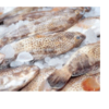 Frozen Fish - Humour Fish Exporters, Wholesaler & Manufacturer | Globaltradeplaza.com