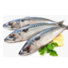 Frozen Fish - Mackerel Fish Exporters, Wholesaler & Manufacturer | Globaltradeplaza.com