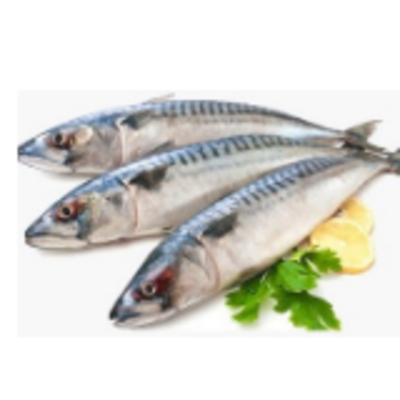 resources of Frozen Fish - Mackerel Fish exporters