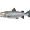 Frozen Fish - Salmon Fish Whole Exporters, Wholesaler & Manufacturer | Globaltradeplaza.com