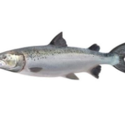 resources of Frozen Fish - Salmon Fish Whole exporters