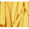 Frozen Vegetables - Baby Corn Whole Exporters, Wholesaler & Manufacturer | Globaltradeplaza.com