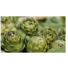 Frozen Vegetables - Artichope Buttons Exporters, Wholesaler & Manufacturer | Globaltradeplaza.com