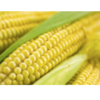 Frozen Vegetables - Corn On The Cob Exporters, Wholesaler & Manufacturer | Globaltradeplaza.com