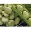 Frozen Vegetables - Broad Beans Exporters, Wholesaler & Manufacturer | Globaltradeplaza.com