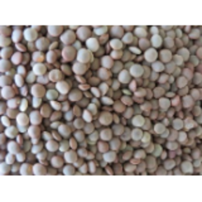 resources of Pulses/lentils - Lentil Black exporters