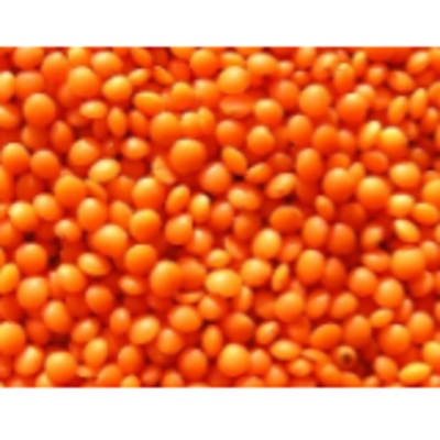 resources of Pulses/lentils - Red Lentil Football exporters