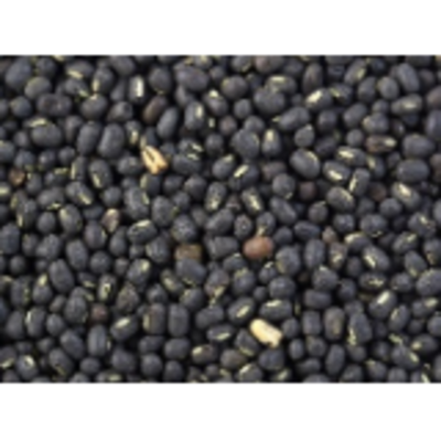 resources of Pulses/lentils - Black Gram (Urad Whole) exporters