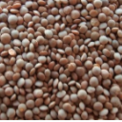 resources of Pulses/lentils - Brown Lentil (Brown Masoor Dal) exporters