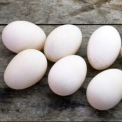 Fresh Farm Duck Eggs For Sale Exporters, Wholesaler & Manufacturer | Globaltradeplaza.com