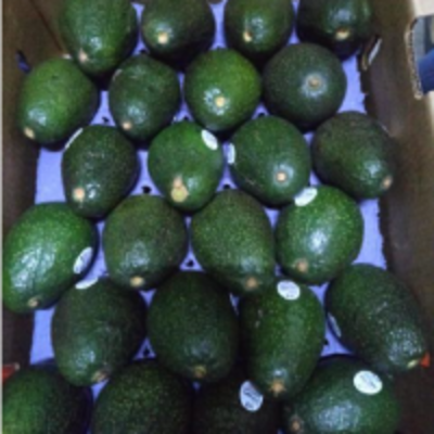 resources of Hass Avocado exporters