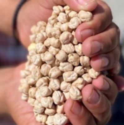 resources of Chickpea exporters