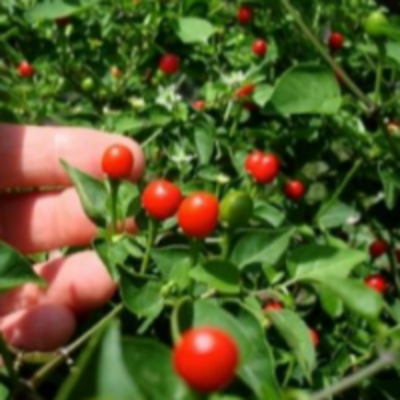 resources of Dry Piquin Pepper, Chiltepin, Chile Tepin exporters