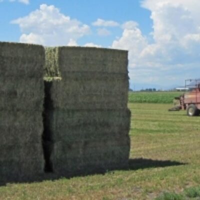resources of Alfalfa Hay For Animal Feeding exporters