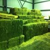 Alfalfa/lucerne Hay Exporters, Wholesaler & Manufacturer | Globaltradeplaza.com