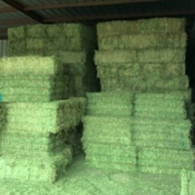 resources of Protein Alfalfa Hay In Bales For Sale exporters