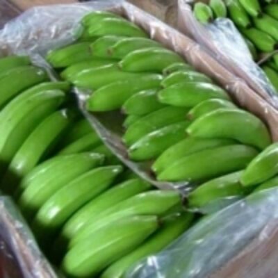 resources of Fresh Green Cavendish Banana exporters