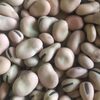 Broad Beans Exporters, Wholesaler & Manufacturer | Globaltradeplaza.com