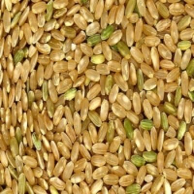 resources of Short Grain Brown Rice exporters