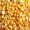 Yellow Corn For Animal Feeding Exporters, Wholesaler & Manufacturer | Globaltradeplaza.com