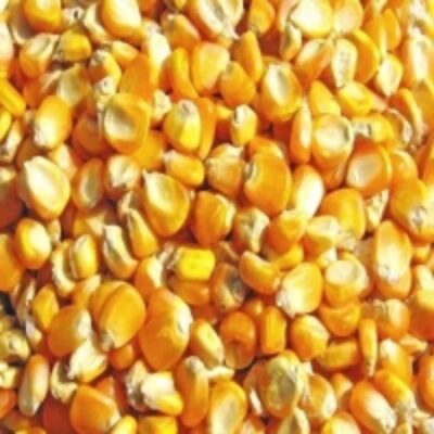 resources of Yellow Corn For Animal Feeding exporters