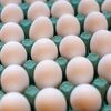 Fresh Chicken Eggs Brow And White Exporters, Wholesaler & Manufacturer | Globaltradeplaza.com