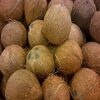 Semi Husked Fresh Coconut Exporters, Wholesaler & Manufacturer | Globaltradeplaza.com