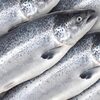 Whole Frozen Salmon Fish For Sale Exporters, Wholesaler & Manufacturer | Globaltradeplaza.com