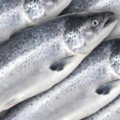 resources of Whole Frozen Salmon Fish For Sale exporters