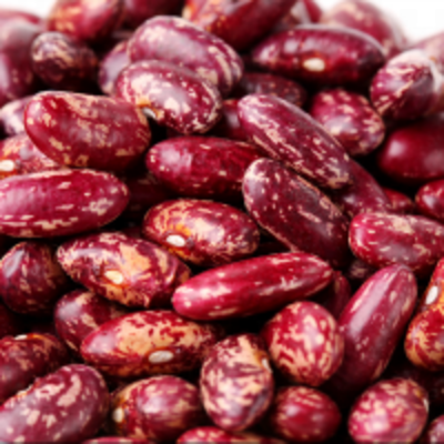 resources of Dried Purple Speckled Kidney Beans exporters