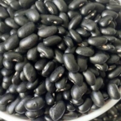 resources of High Quality Black Kidney Beans exporters